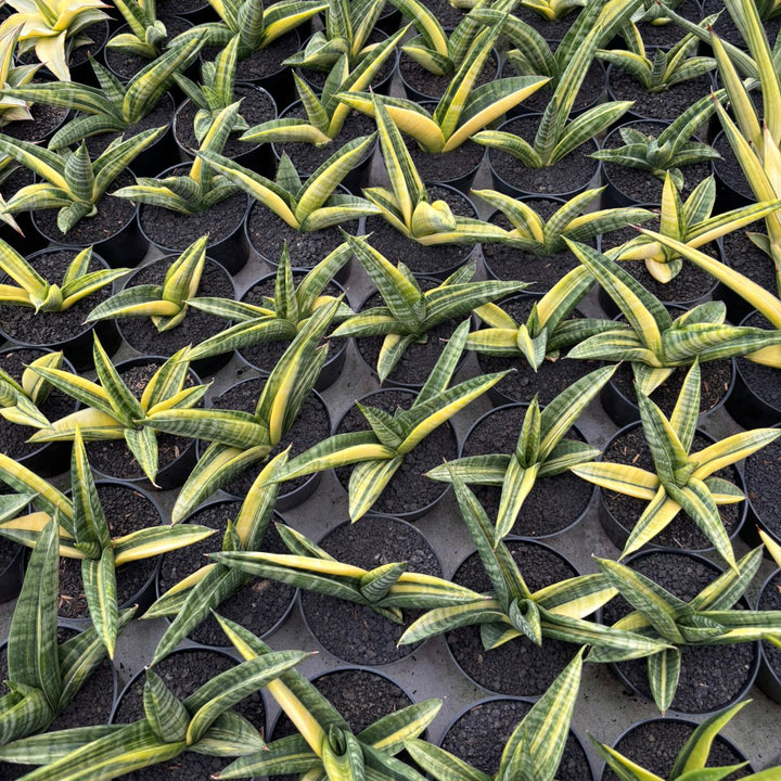 Sansevieria Marsha Anjani Variegated