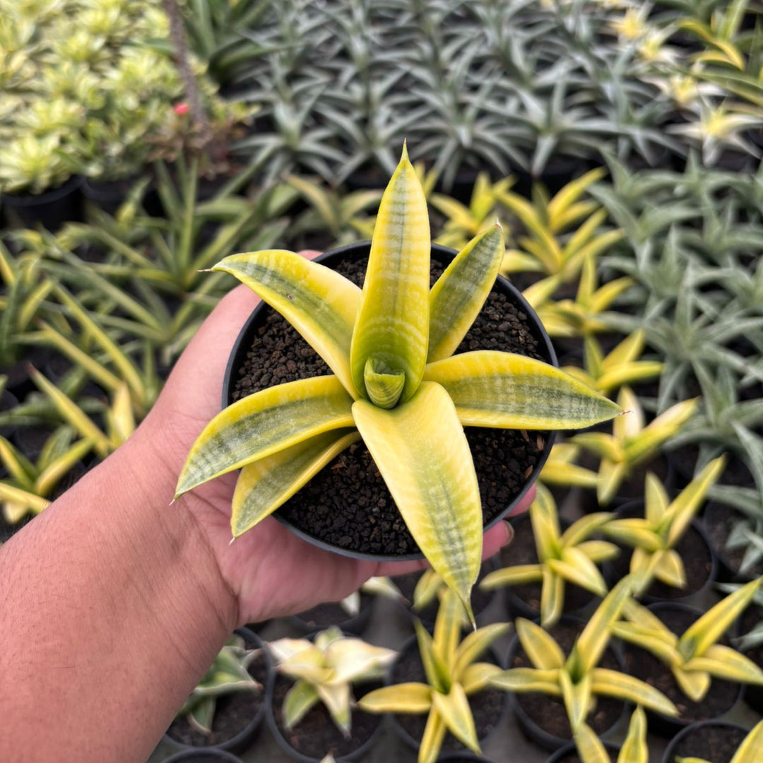 Sansevieria Marsha Anjani Yellow