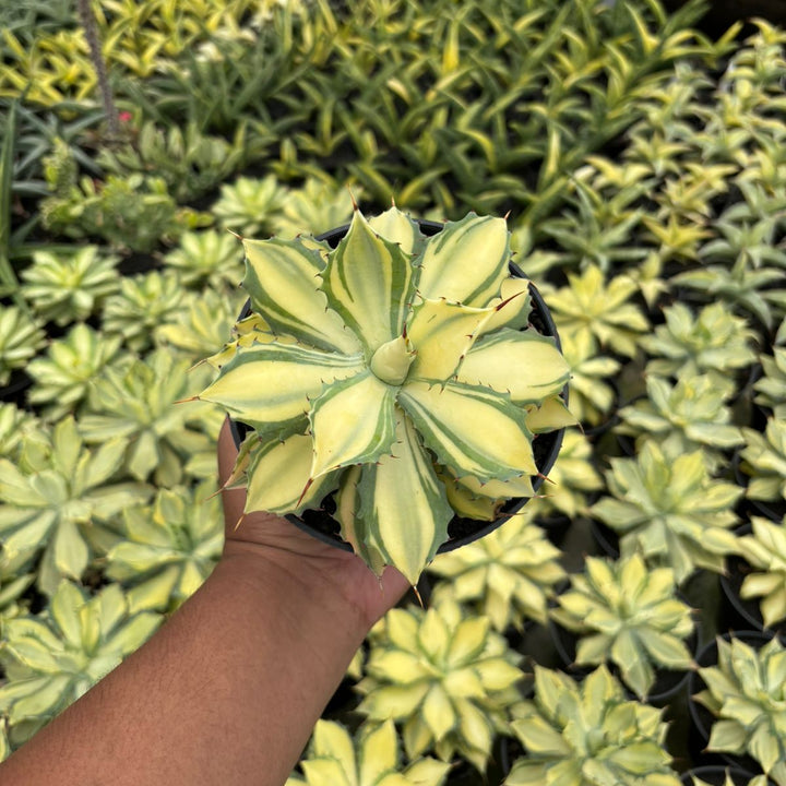 Agave Istimensis Variegated