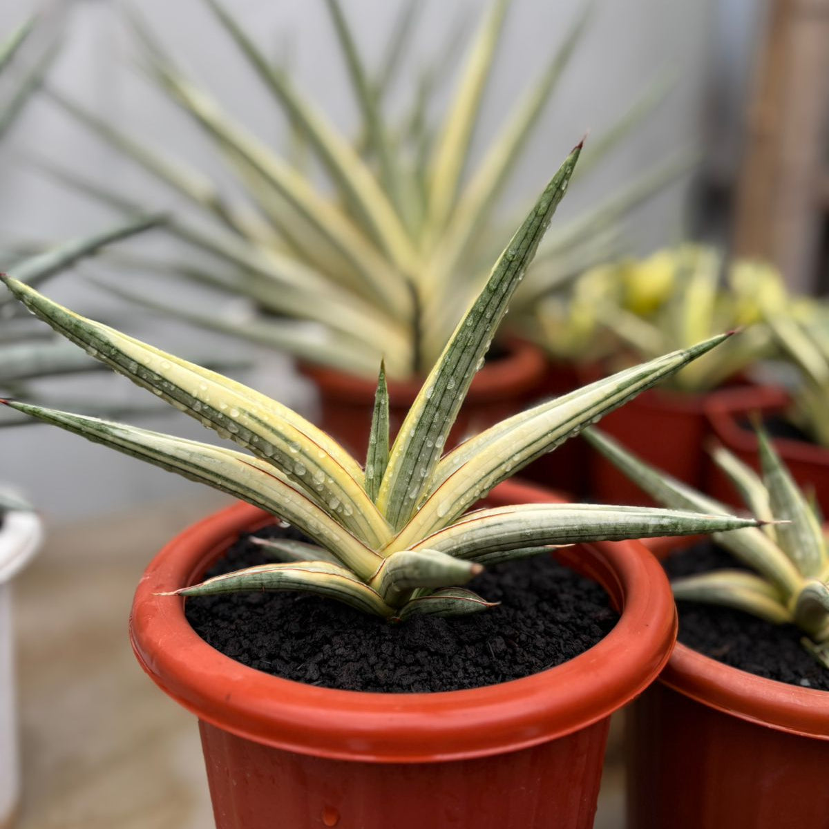 サンスベリア Sansevieria  crown white v A Sansevieria royal crown variegated white – Succulentasia