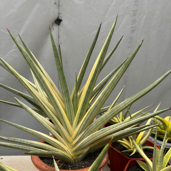 Sansevieria royal crown variegated white