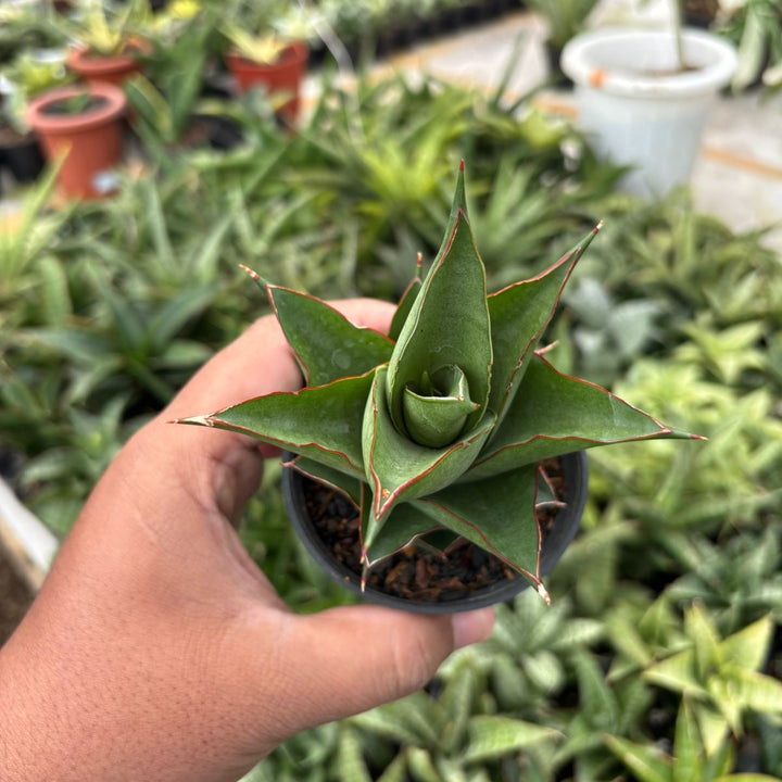 Sansevieria Armanu