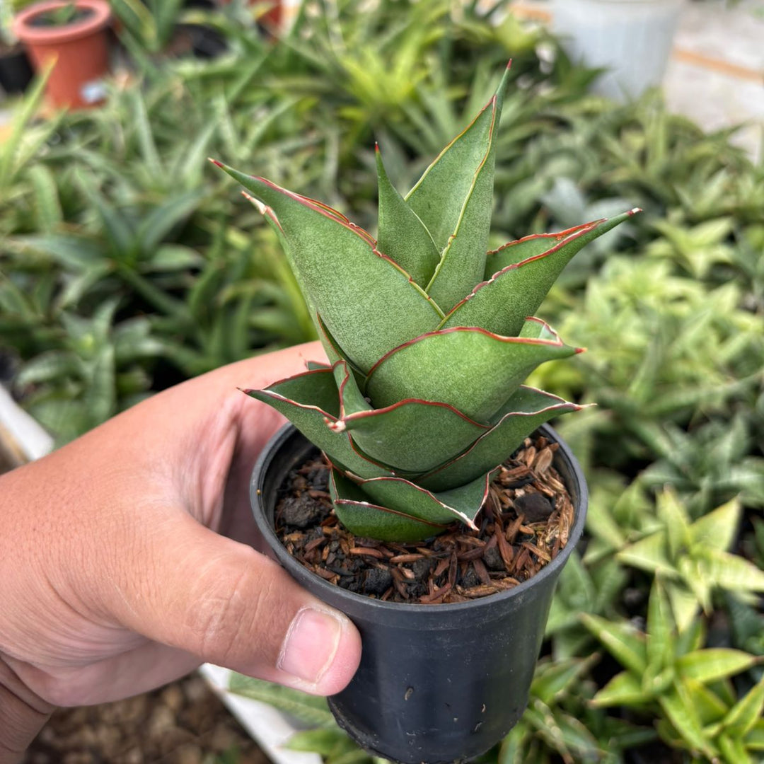 Sansevieria Armanu