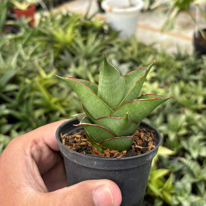 Sansevieria Armanu