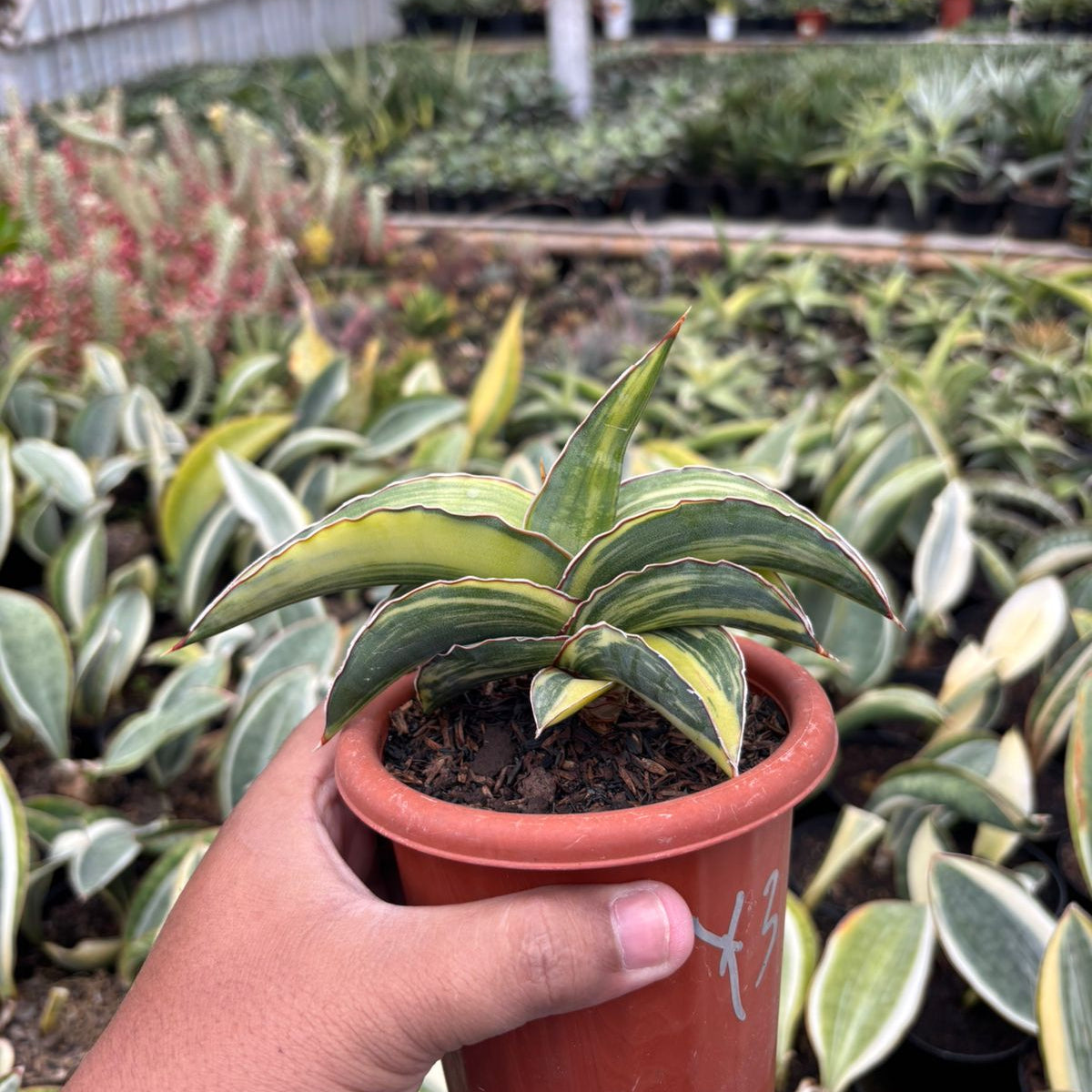 sansevieria robusta blue Sansevieria Robusta Dwarf Variegated Yellow