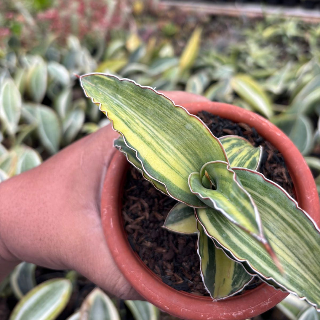 Sansevieria Robusta Dwarf  Variegated Yellow