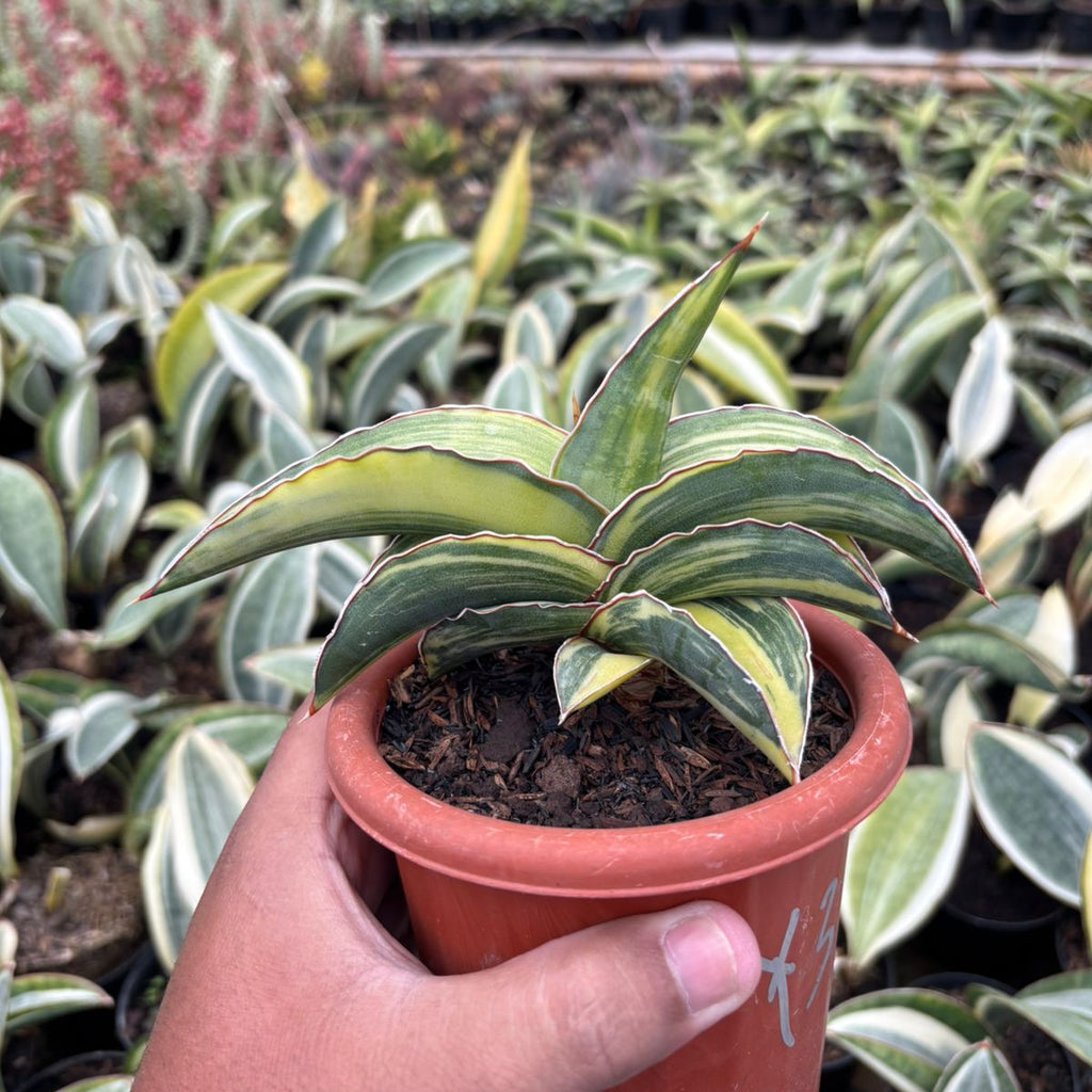 sansevieria powellii variegated Sansevieria Robusta Dwarf Variegated Yellow