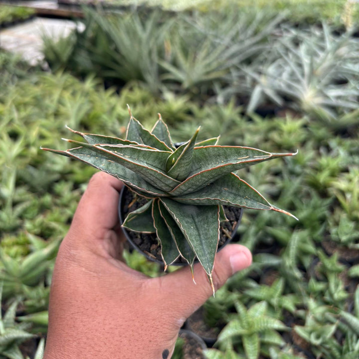 Sansevieria ao77
