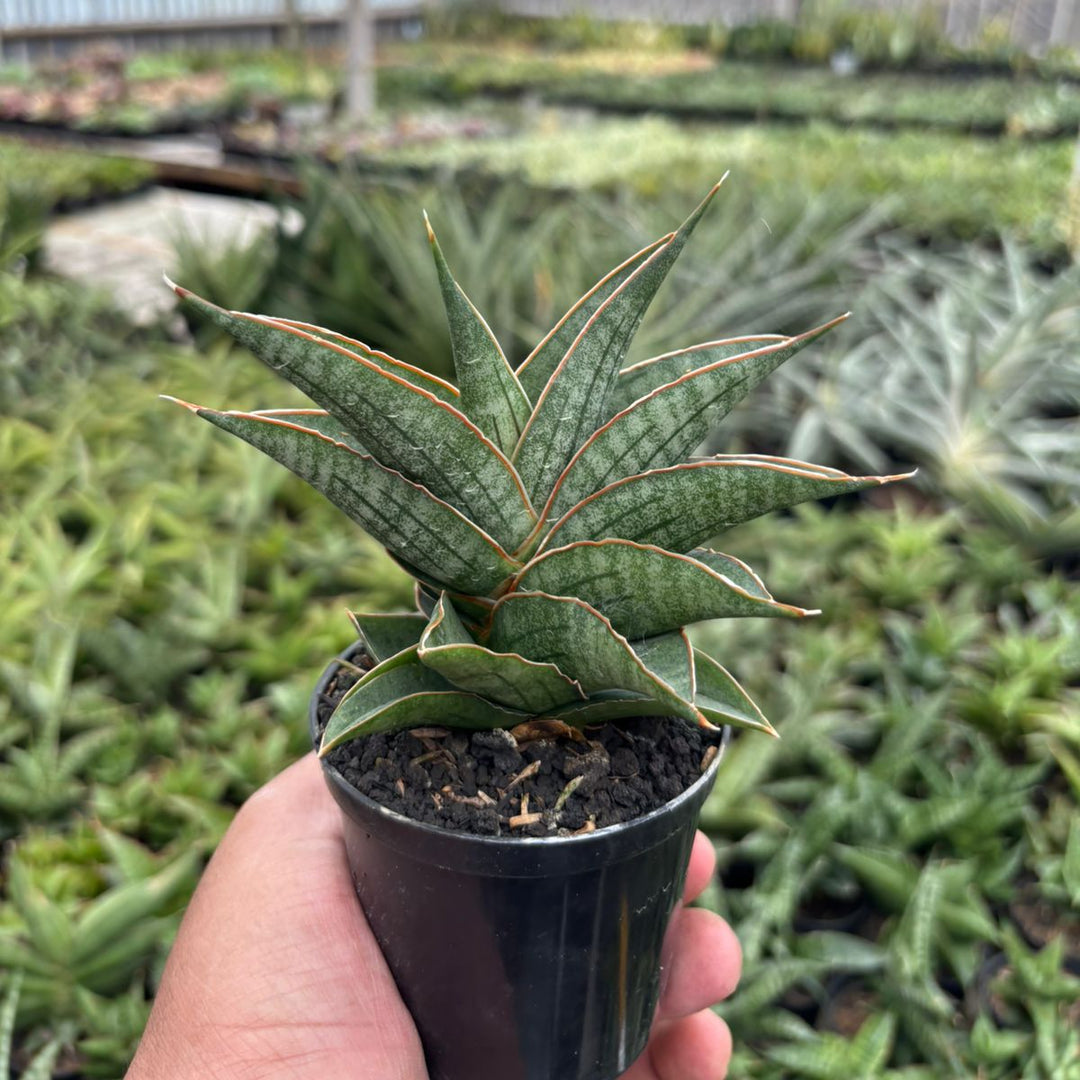 Sansevieria ao77