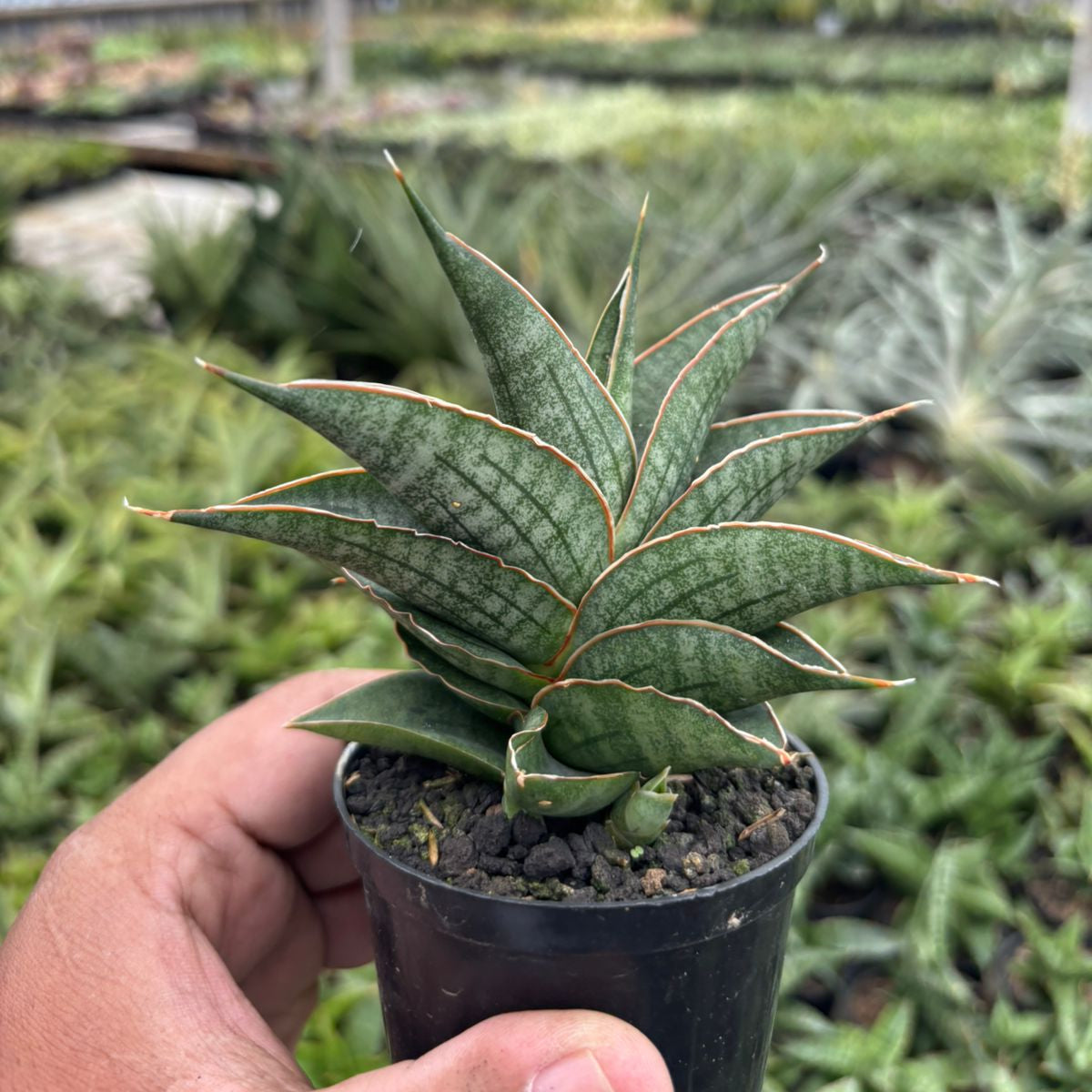 Sansevieria ao77 – Succulentasia