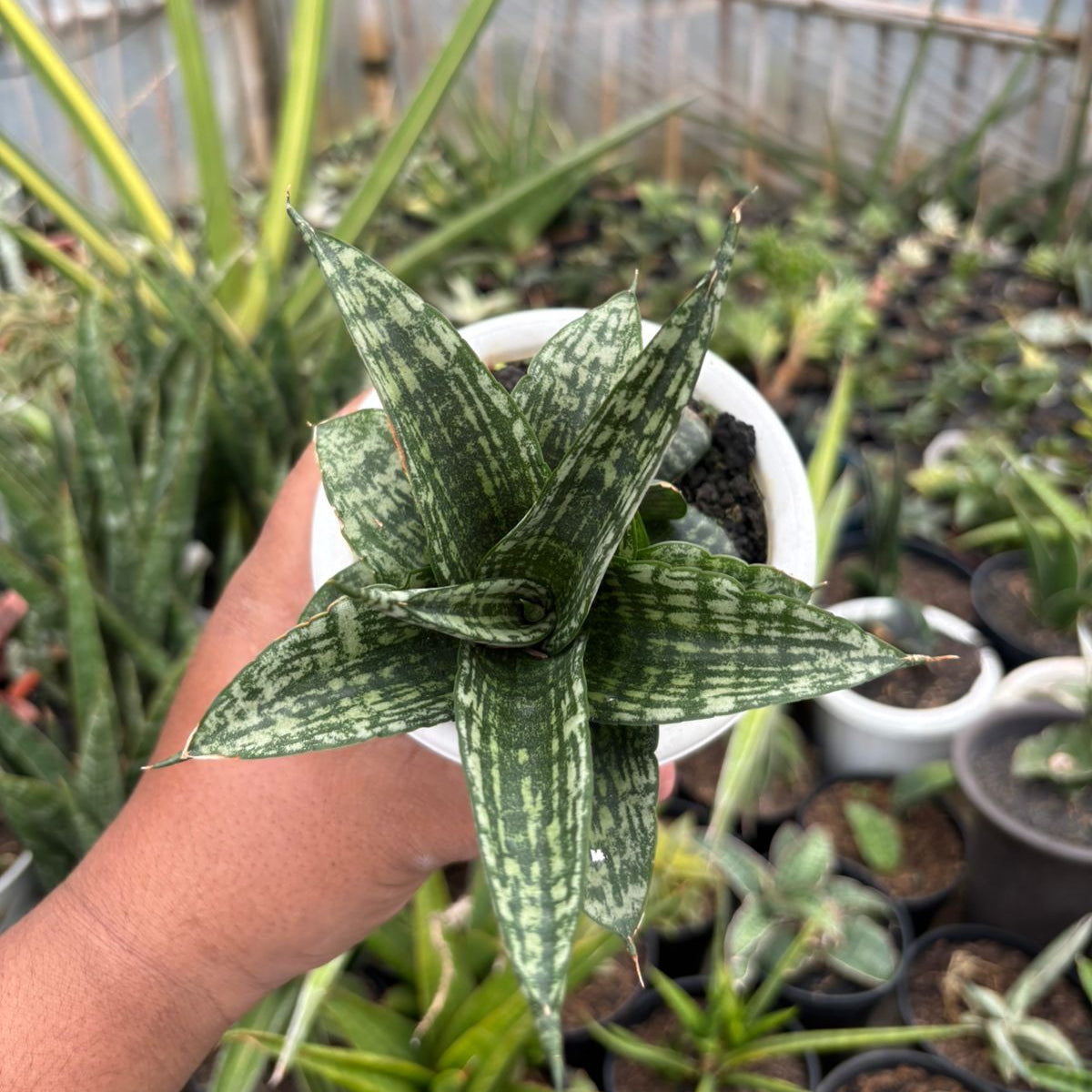 Mansevieria Mosar – Succulentasia