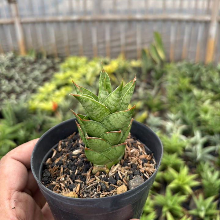 Sansevieria Pagoda Hybrid