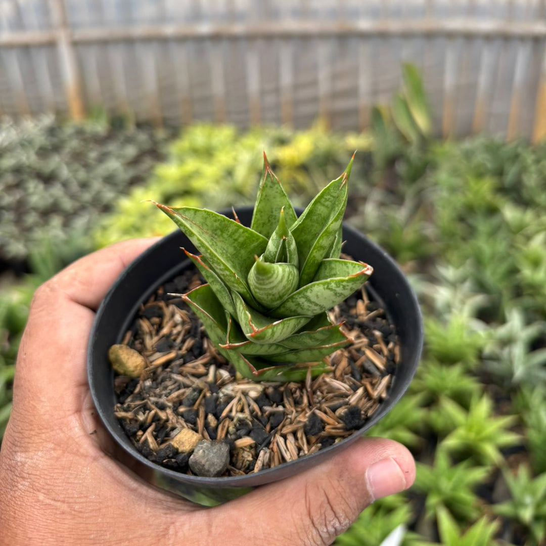 sansevieria pagoda Sansevieria Hybrid Pagoda