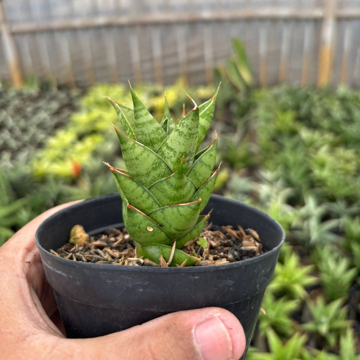 Sansevieria Pagoda Hybrid