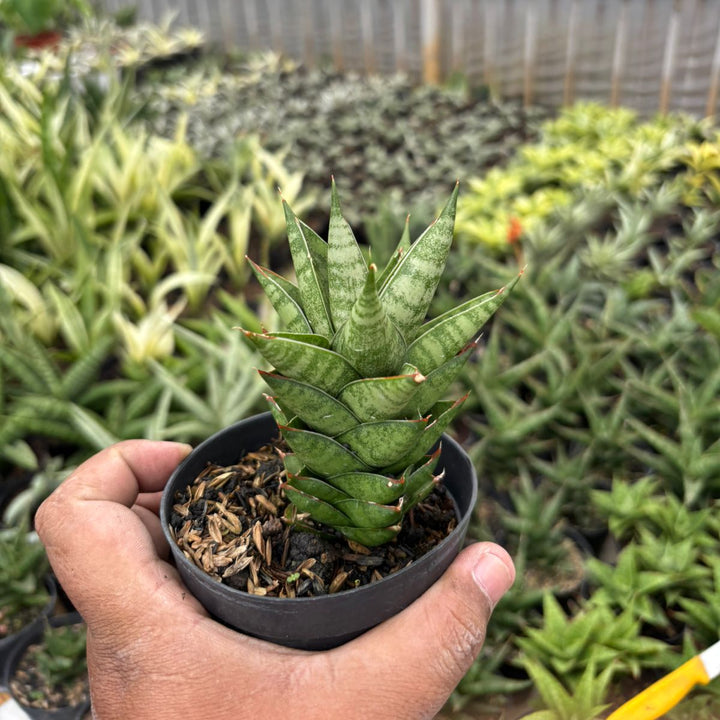Sansevieria Vagoda Large
