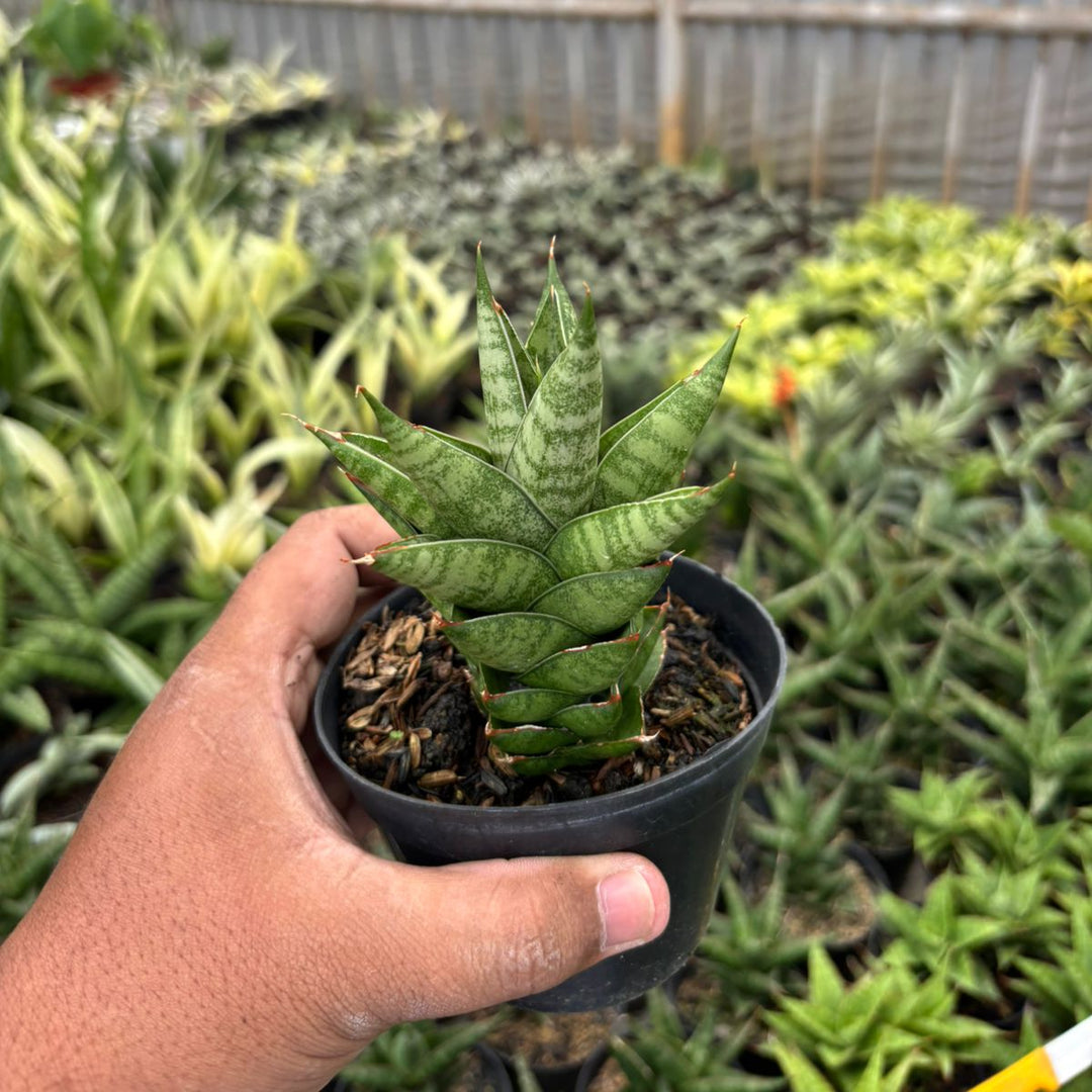 Sansevieria Vagoda Large
