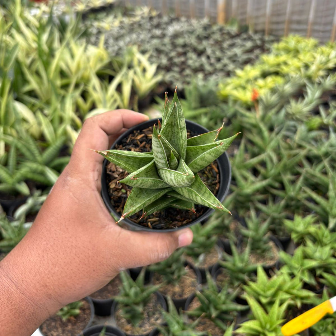 Sansevieria Vagoda Large