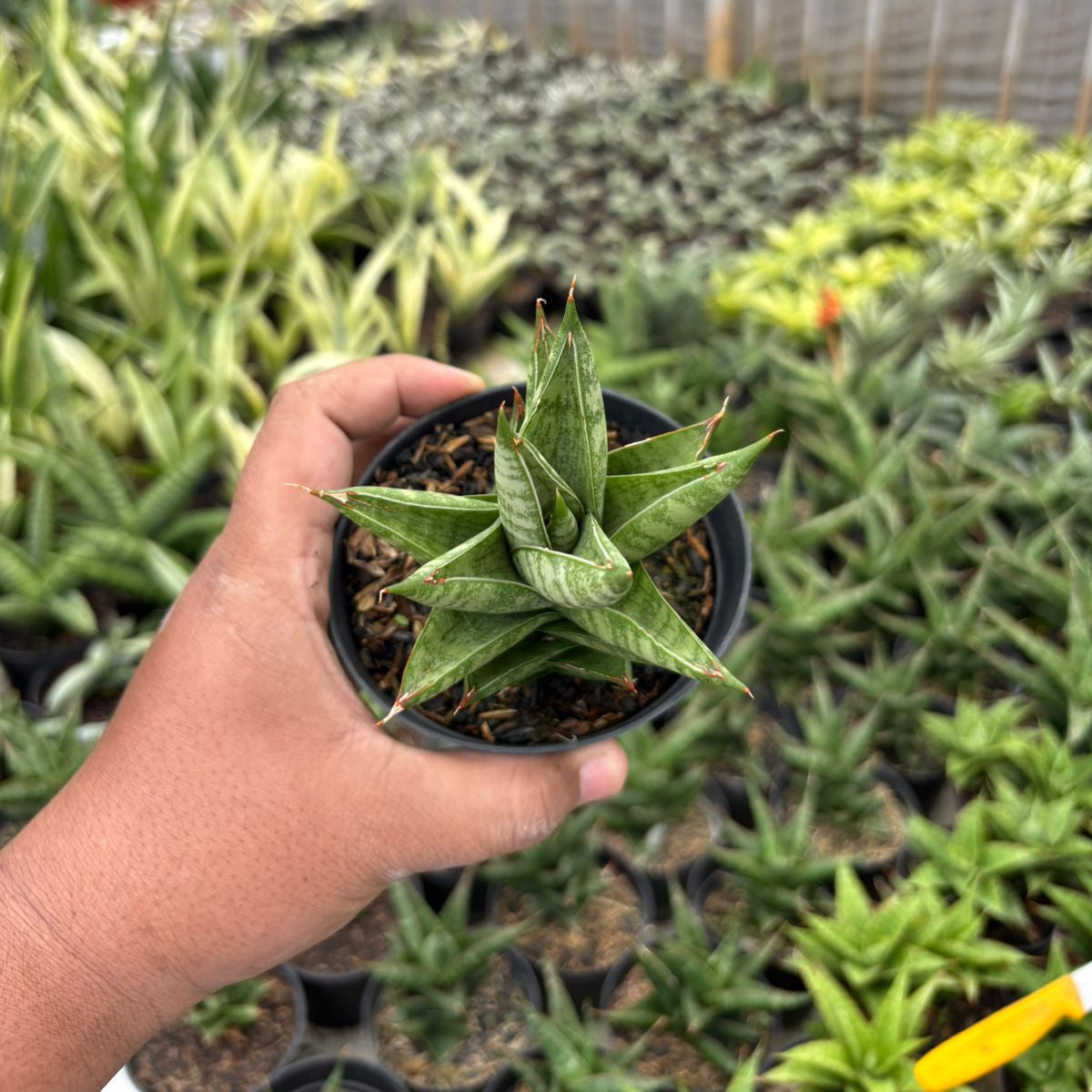 sansevieria gigantea Sansevieria Vagoda Large – Succulentasia