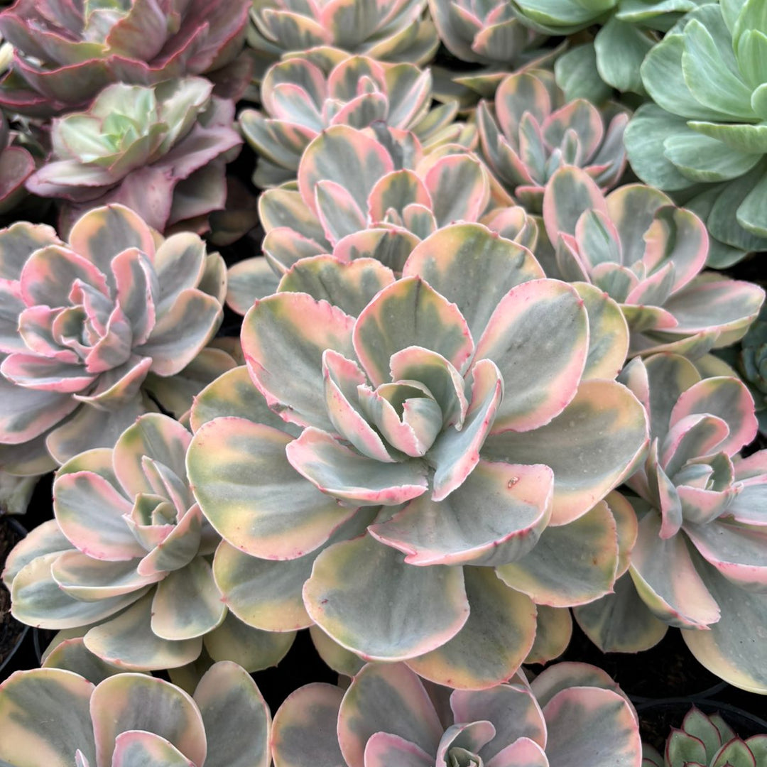 Echeveria pink angel