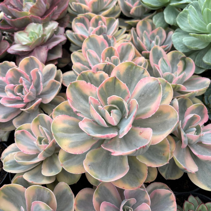 Echeveria pink angel