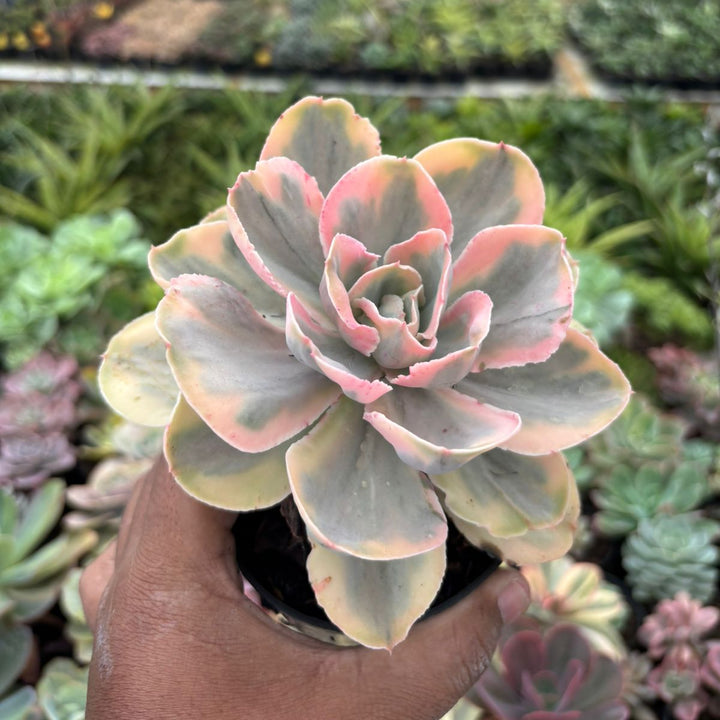 Echeveria pink angel