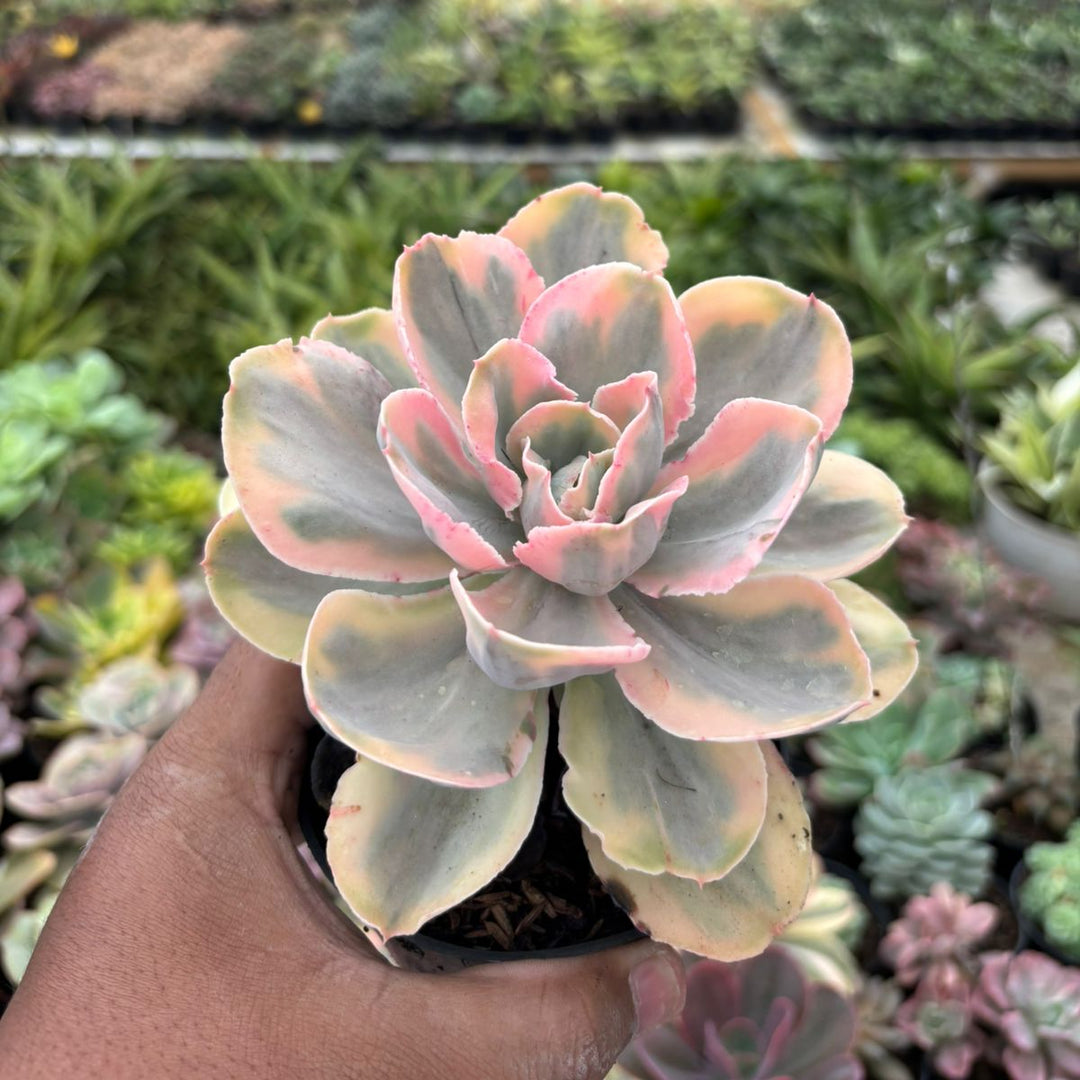 white and pink succulent Echeveria pink angel – Succulentasia