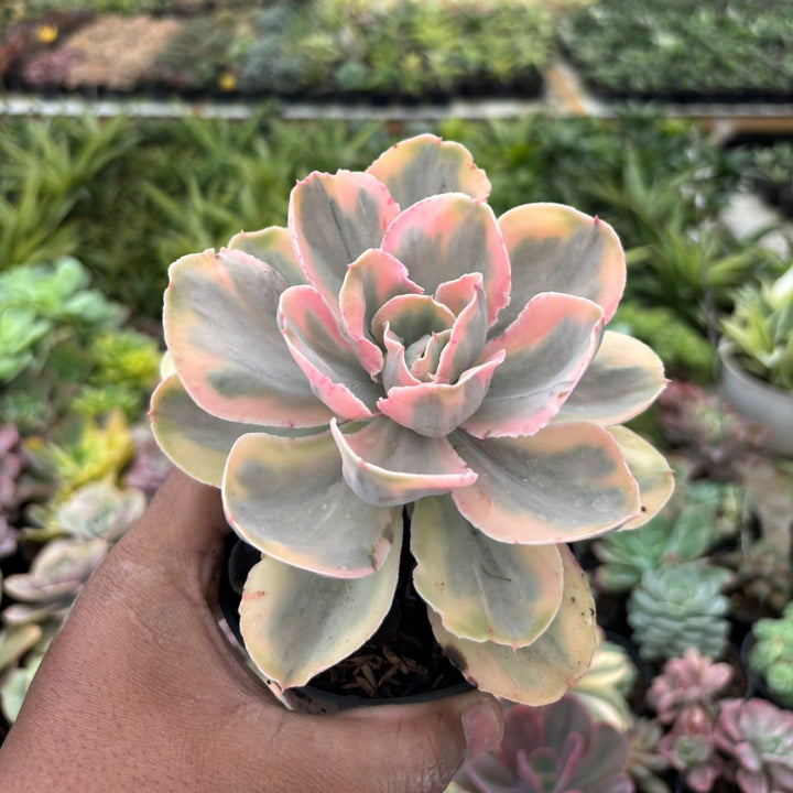 Echeveria pink angel