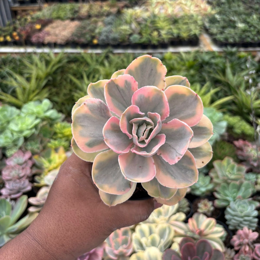 Echeveria pink angel
