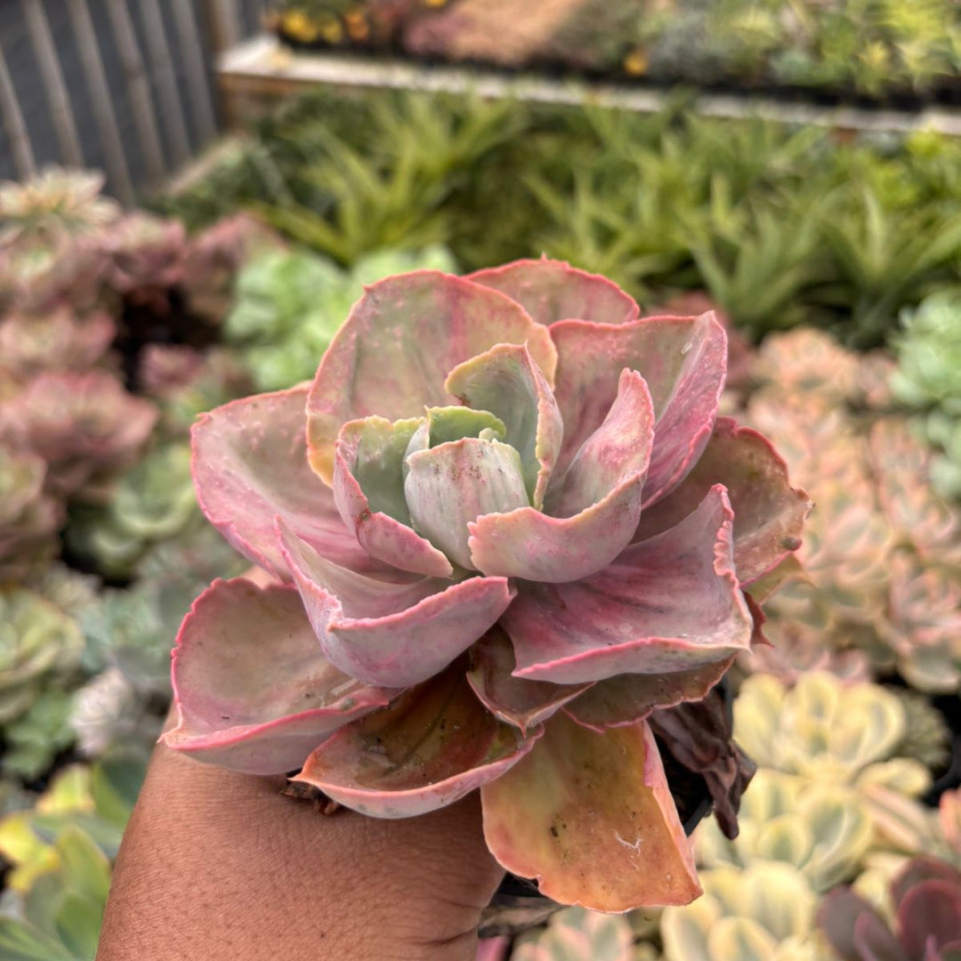 Echeveria rose rainbow