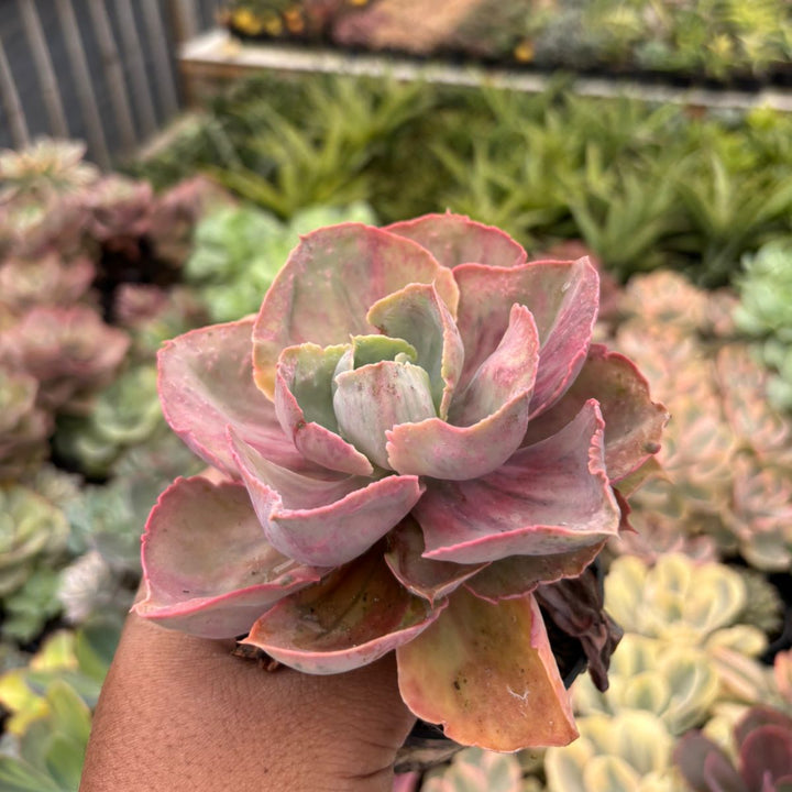 Echeveria rose rainbow