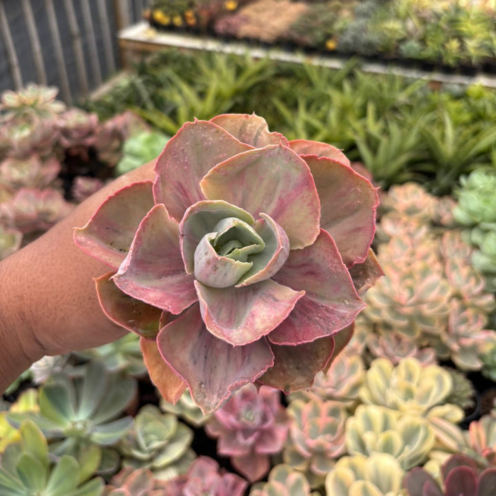 Echeveria rose rainbow