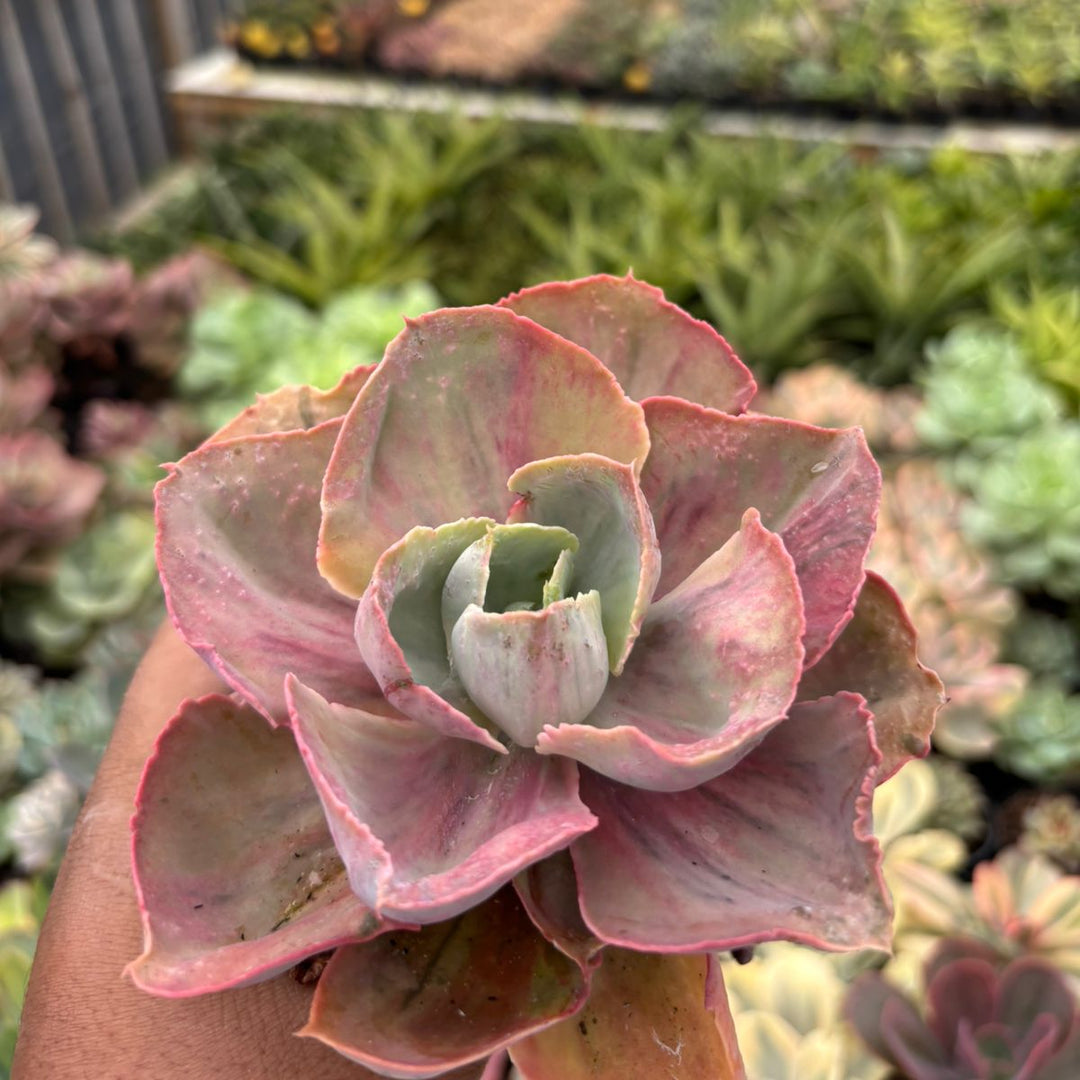 big echeveria succulent Echeveria rose rainbow