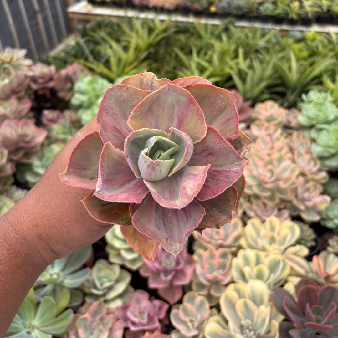 Echeveria rose rainbow