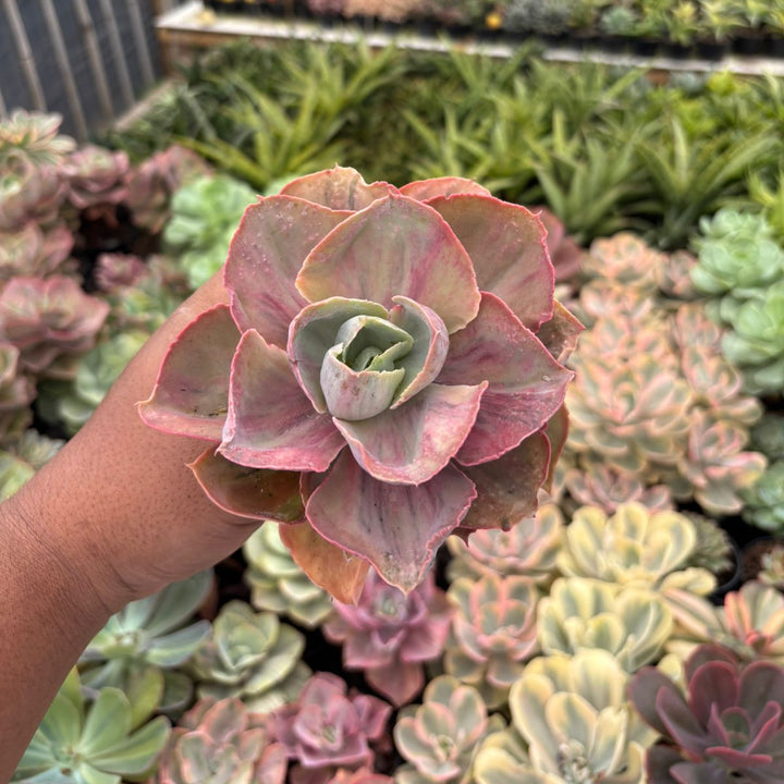 Echeveria rose rainbow