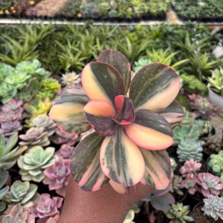 Echeveria Primadona