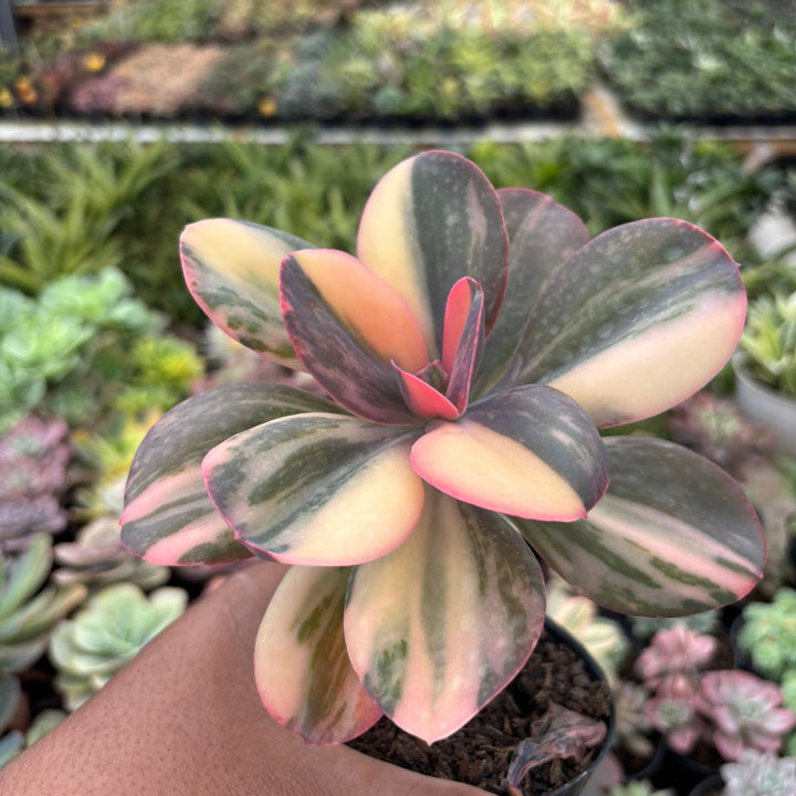 Echeveria Primadona