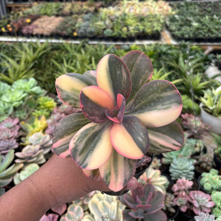 Echeveria Primadona