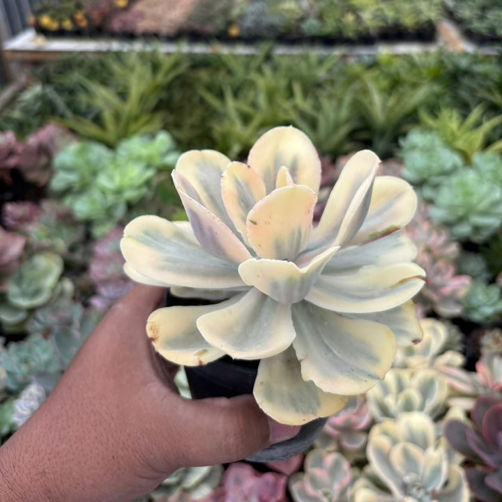 Echeveria white angle