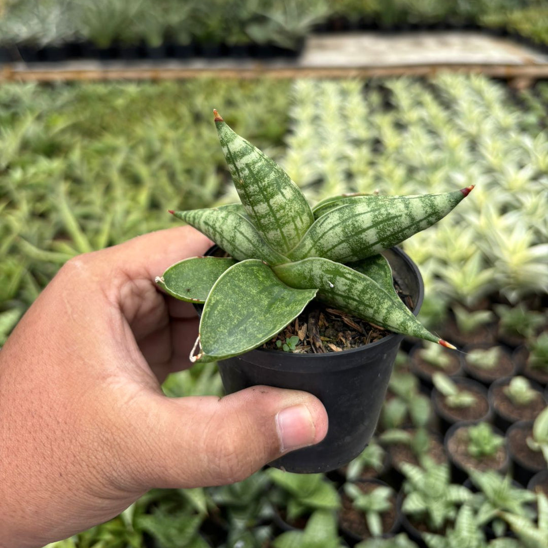Sansevieria Deserthi x Cordova x Paten x Boncel