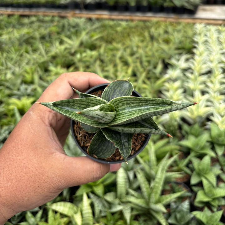Sansevieria Macho