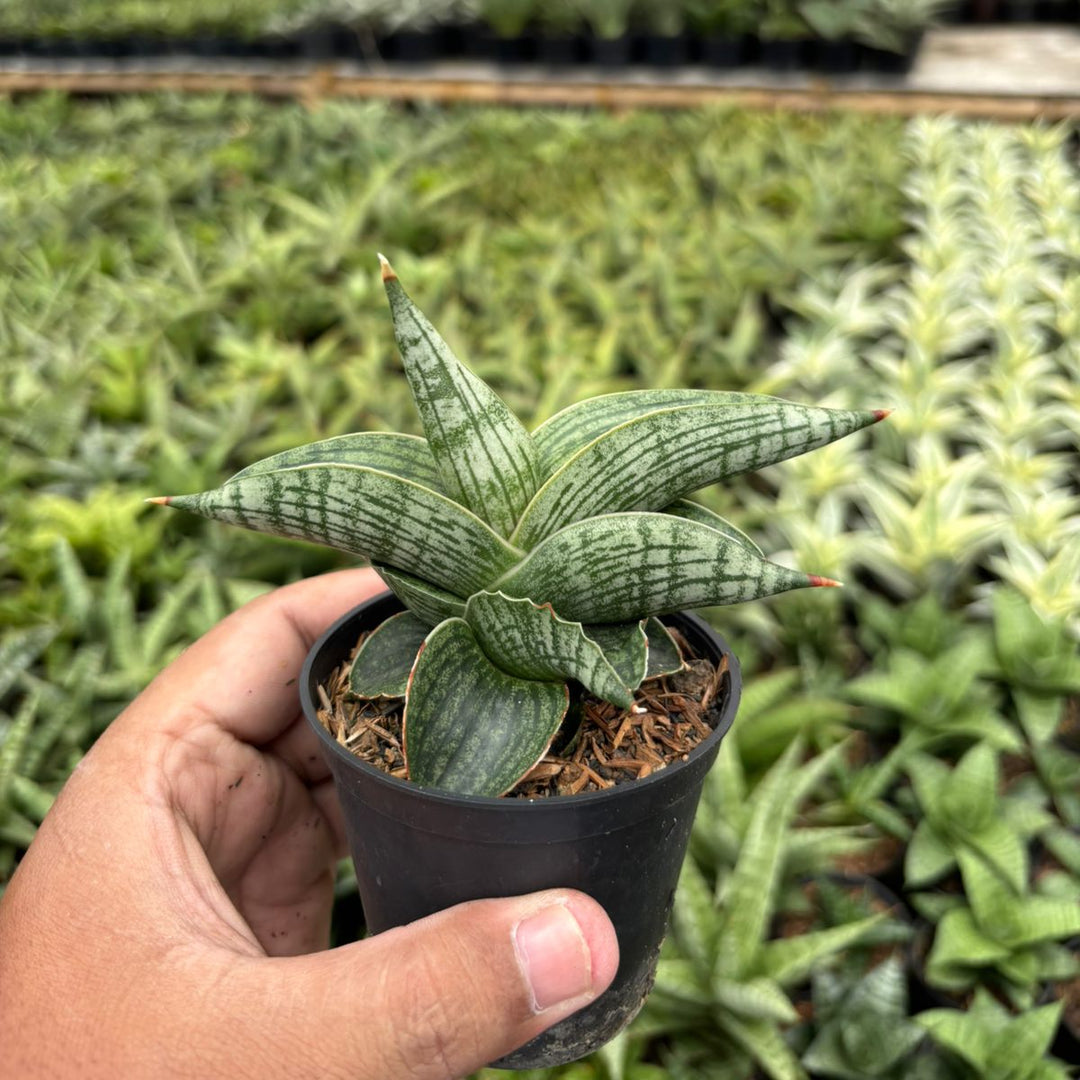 Sansevieria Macho