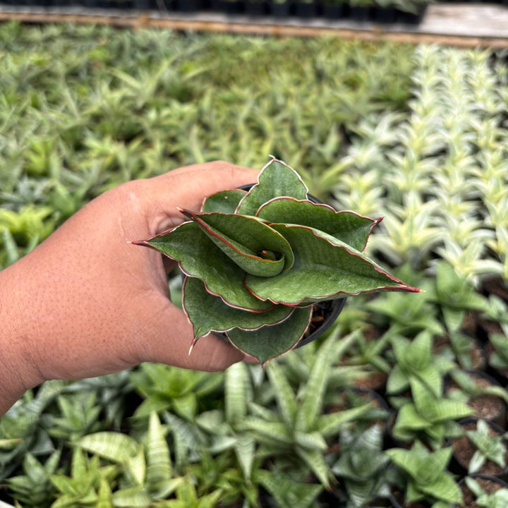 Sansevieria Brother