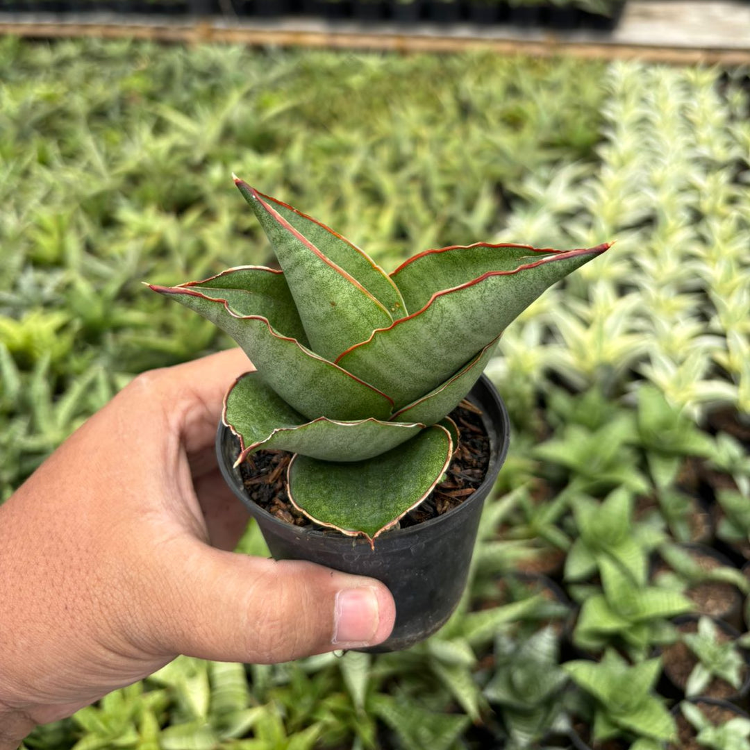 Sansevieria Brother