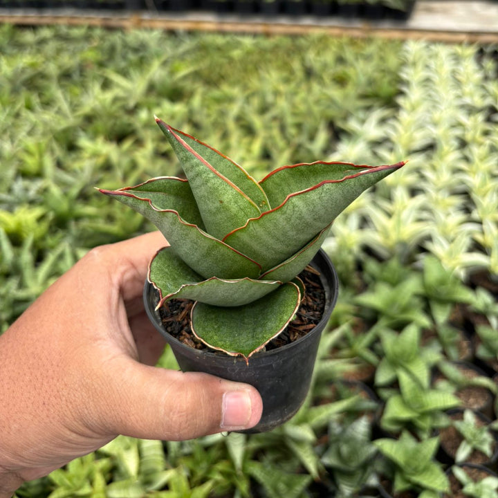 Sansevieria Brother