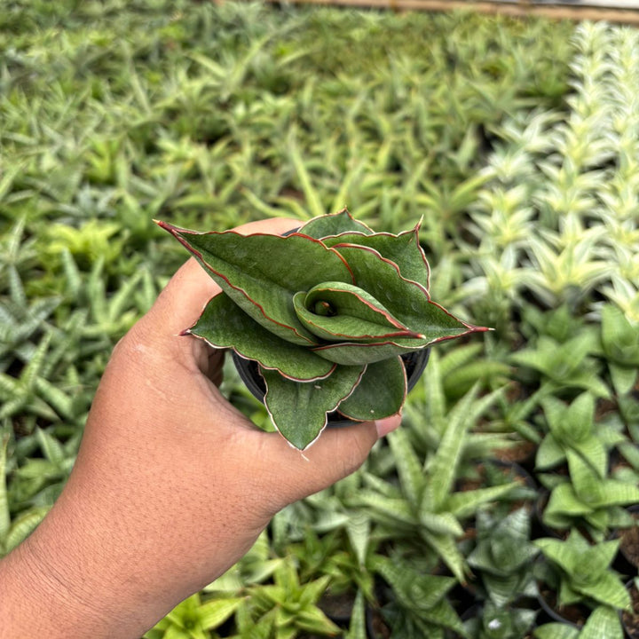 Sansevieria Brother