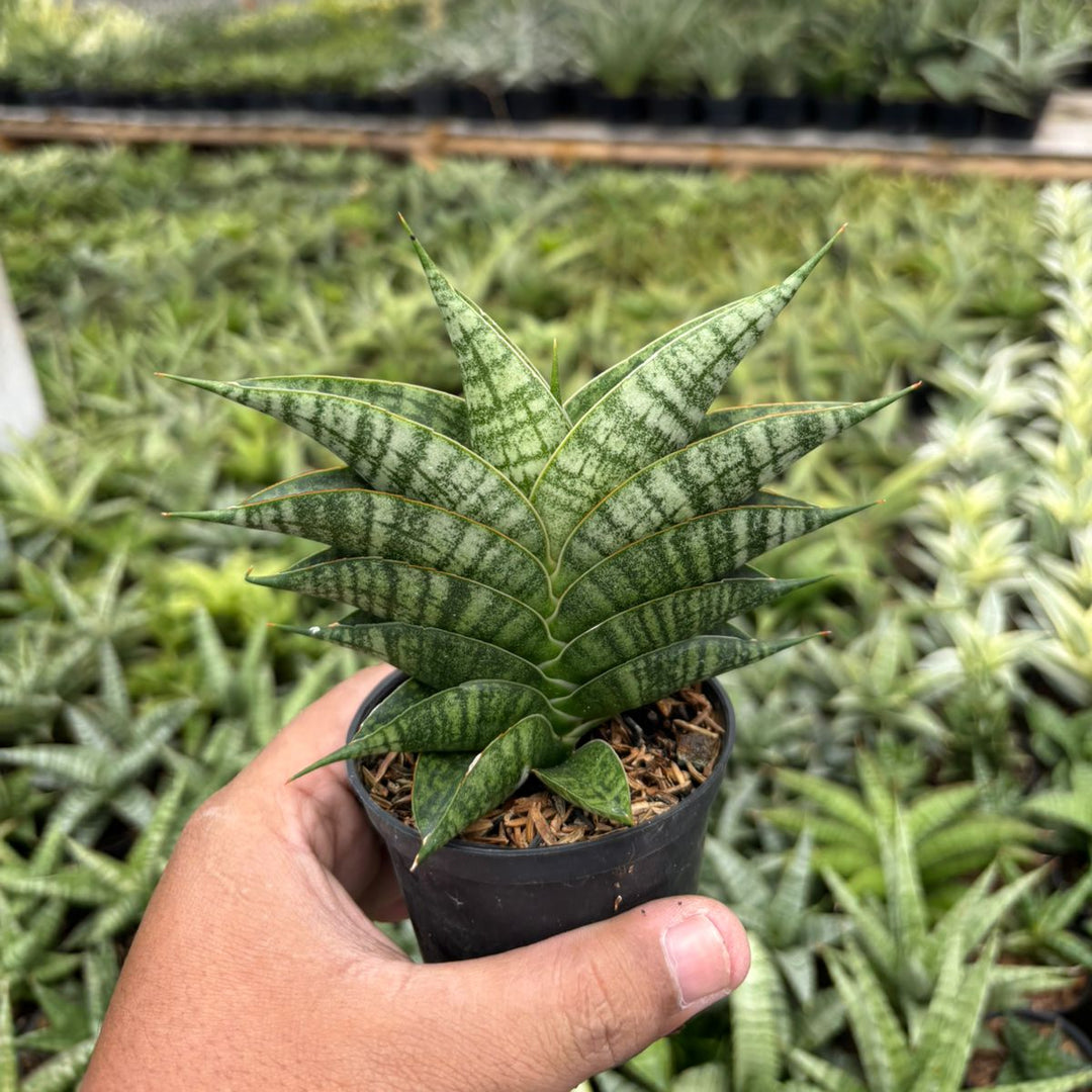 sansevieria sindoro Sansevieria Sindoro