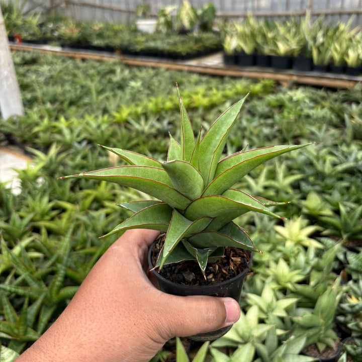 Sansevieria Agustus