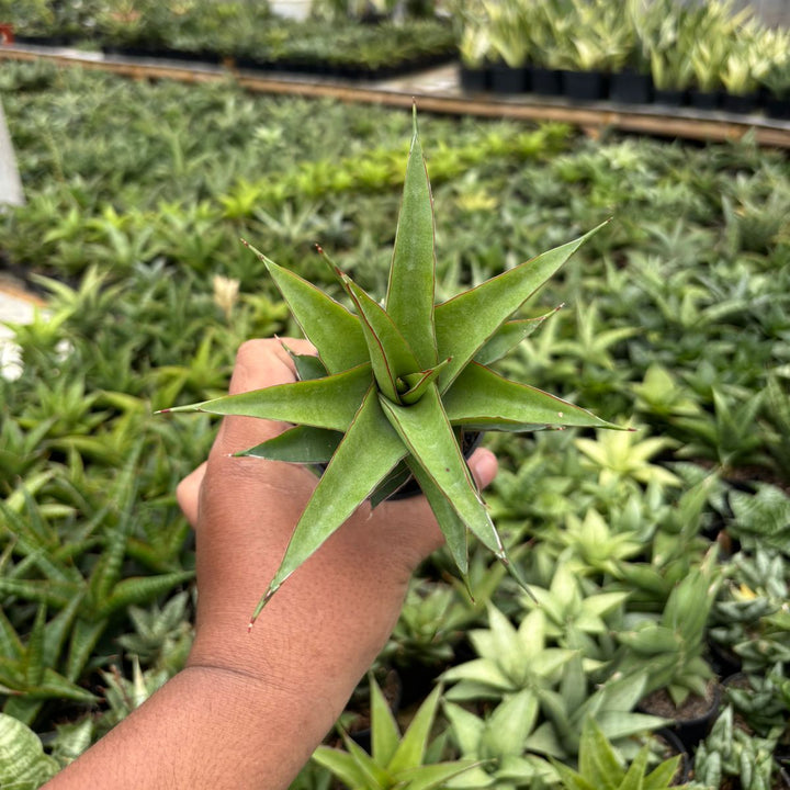 Sansevieria Agustus