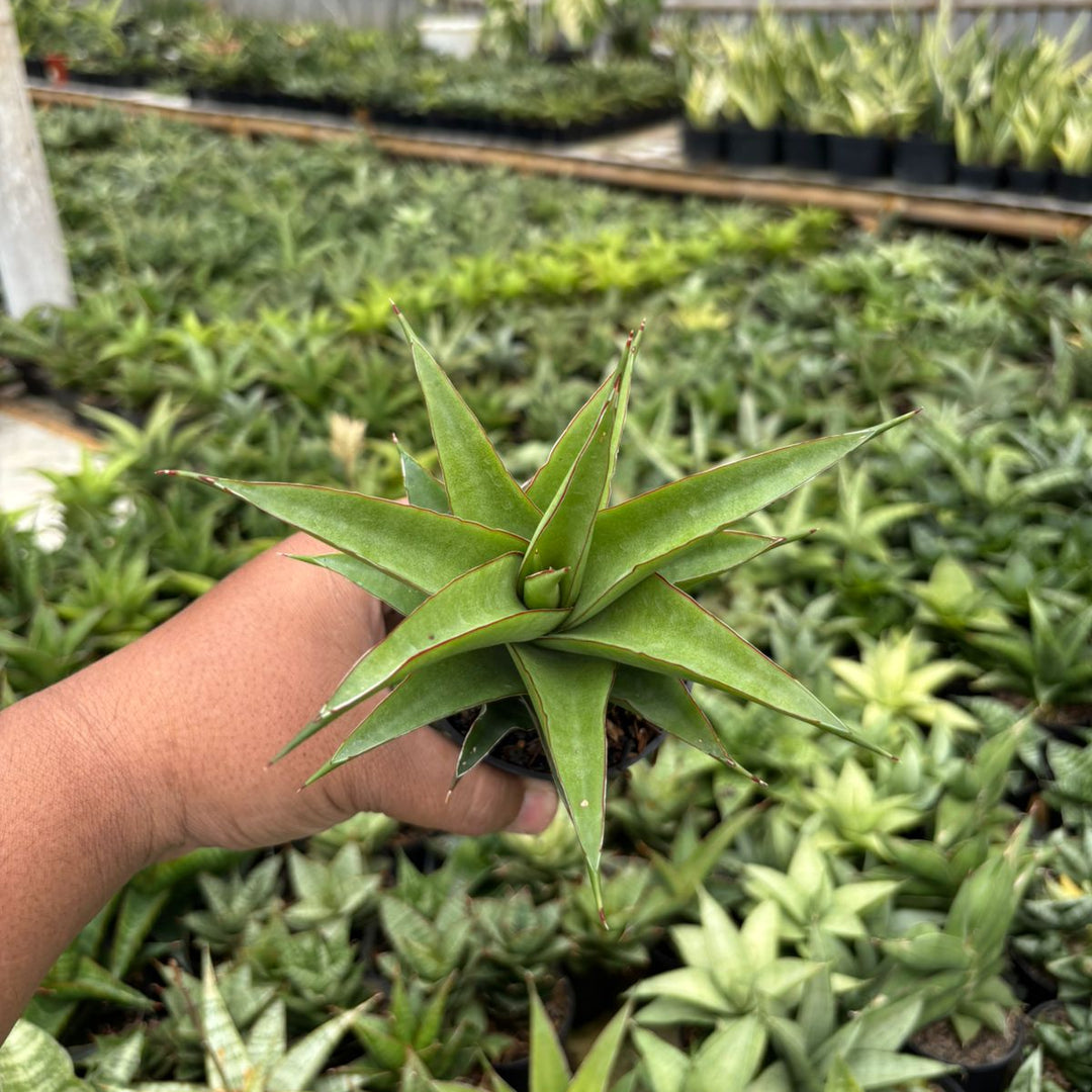 Sansevieria Agustus