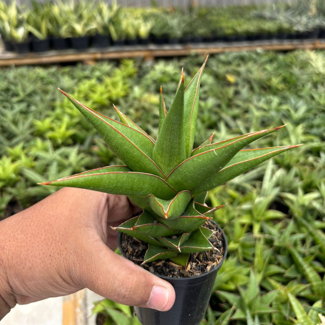 Sansevieria tower blue